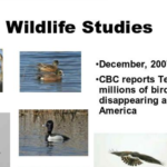 Wildlife Studies - CBC Reports Tens of Millions of Birds Disappearing across North America