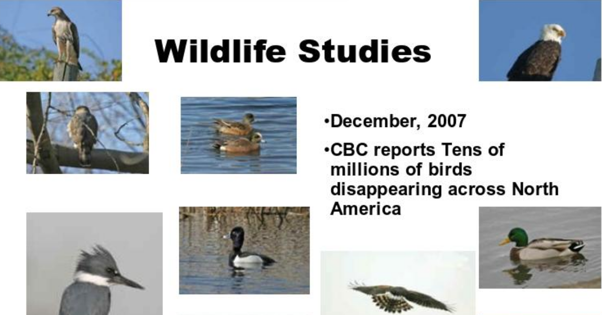 Wildlife Studies: Phones & Vanishing Birds